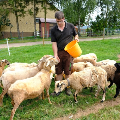 Landwirt Matthias Förster aus Mechernich-Glehn inmitten seiner Schafherde. Er hat die Tiere mit Futter aus einem orangefarbenem Eimer angelockt.