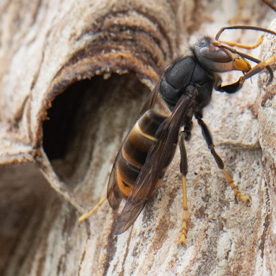 Eine Asiatische Hornisse sitzt auf ihrem Nest.