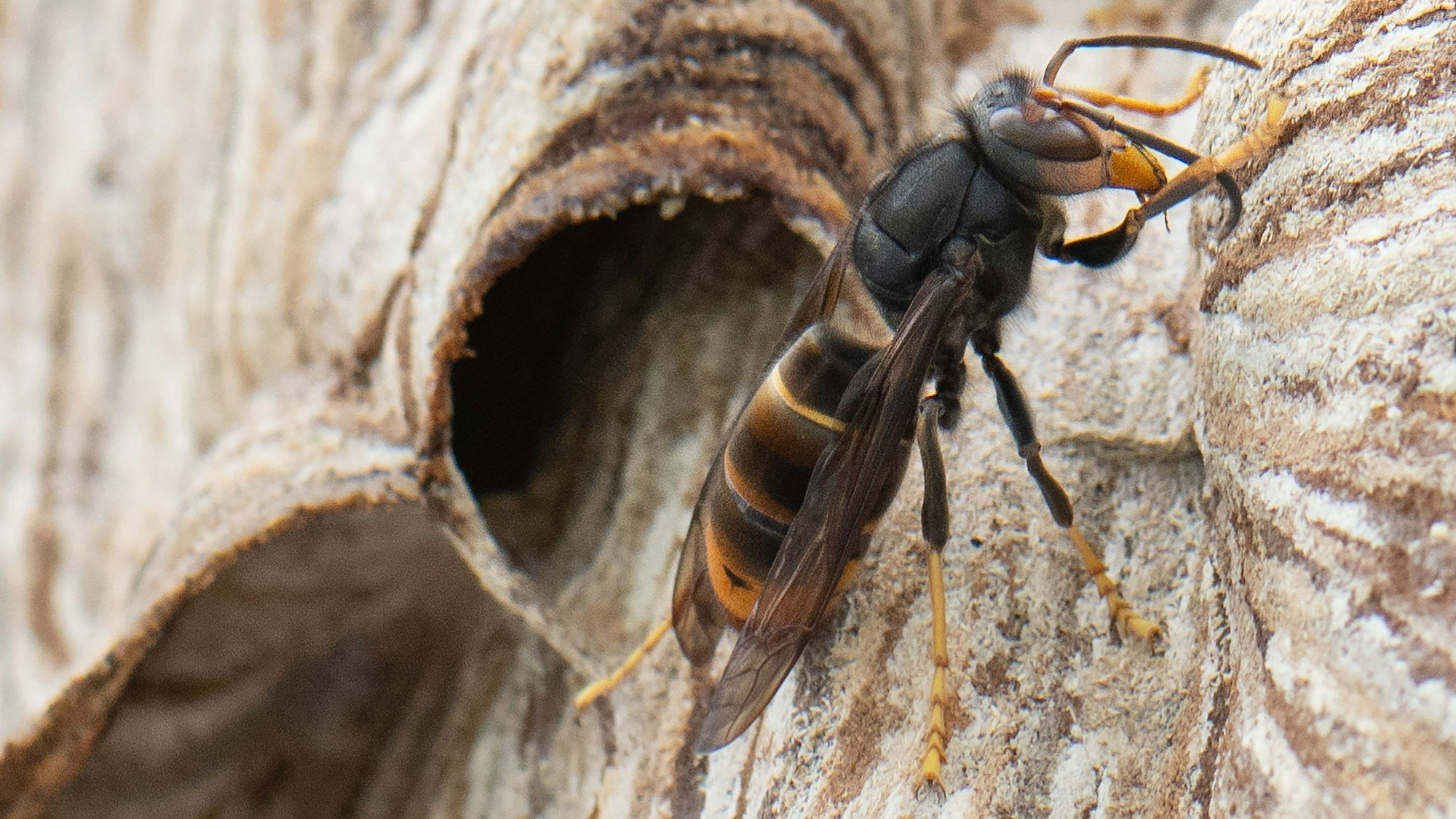 Eine Asiatische Hornisse sitzt auf ihrem Nest.