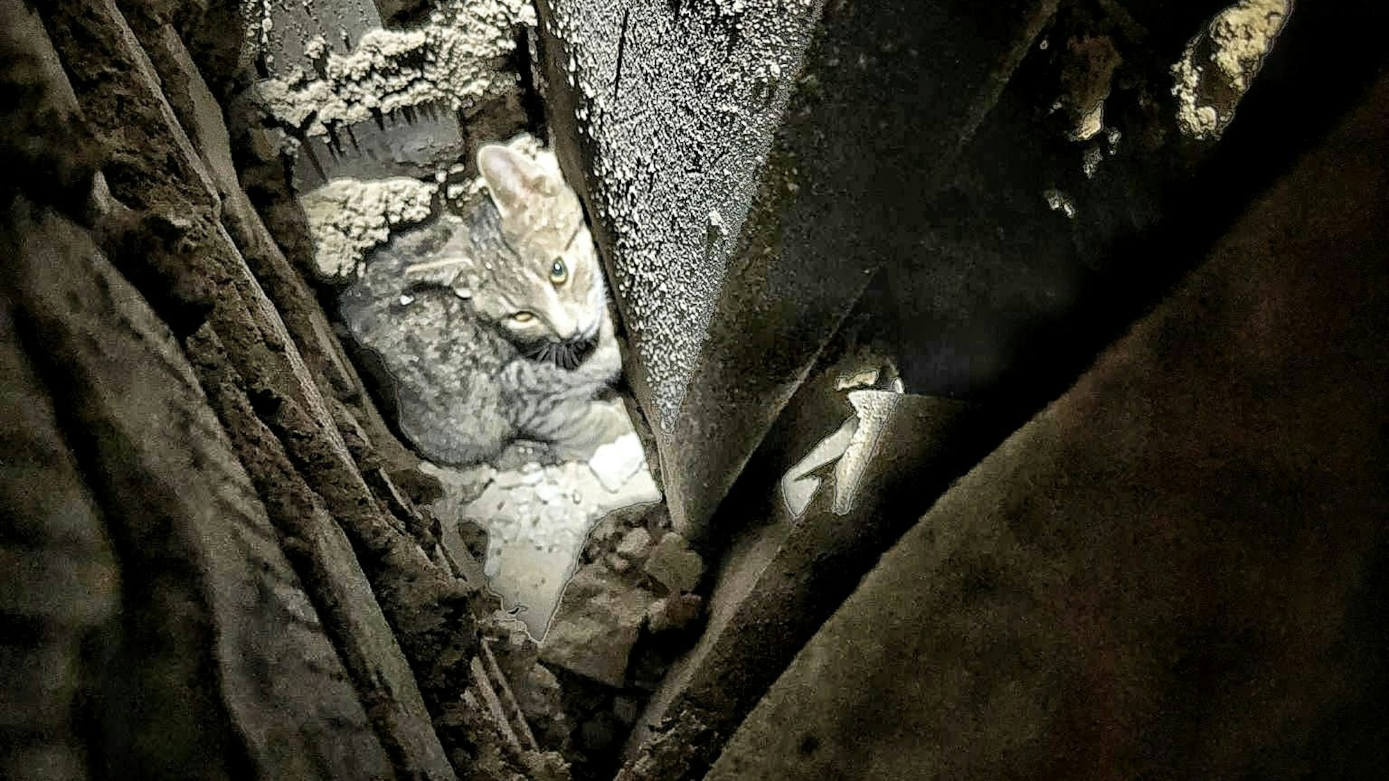 Schwer zu erkennen: Doch hier in der Mitte ist der Kater Leo zu sehen.