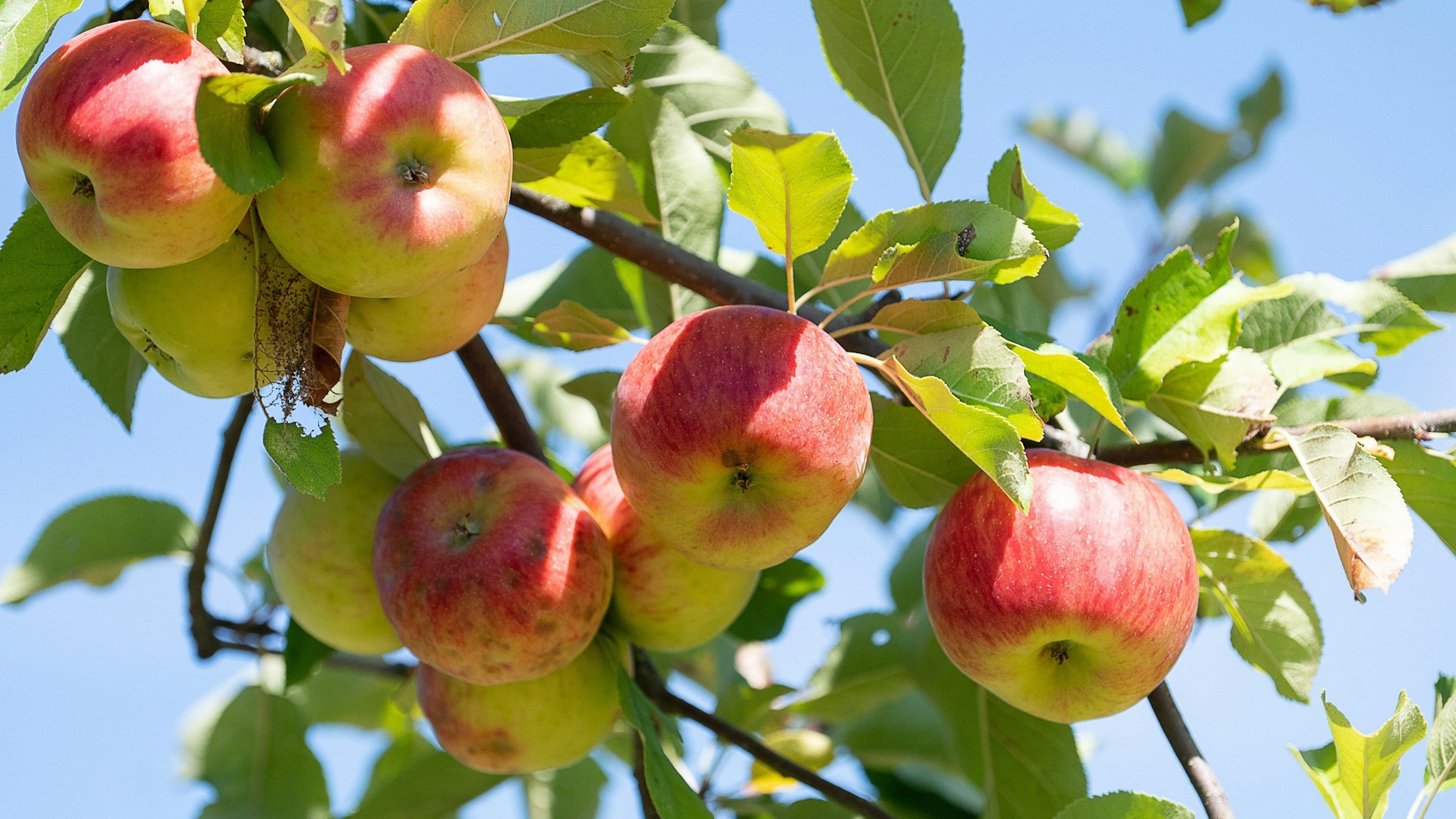 Reife Äpfel hängen an einem Baum.
