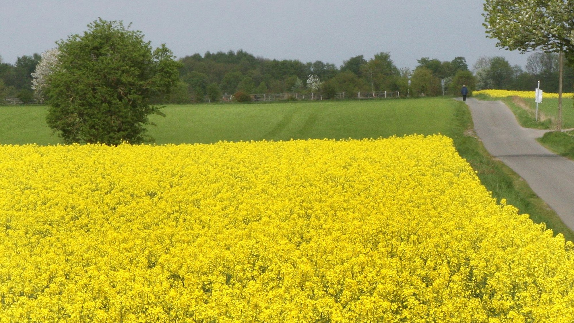 Auf einem Feld blühen Rapspflanzen.