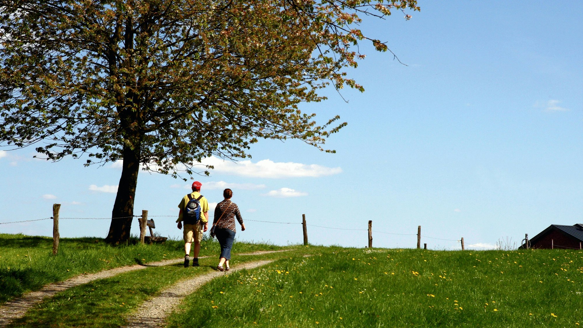 Zwei Wanderer wandern unter einem Baum auf einem Feldweg über eine Anhöhe.