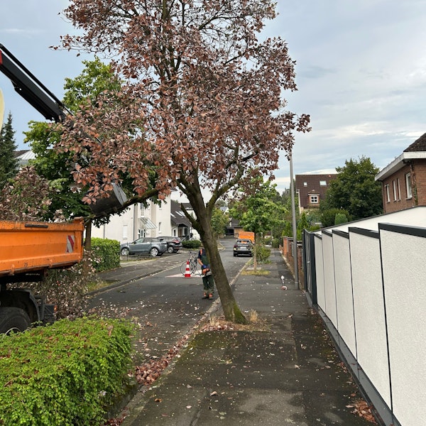 Ein welker Baum an einem Straßenrand