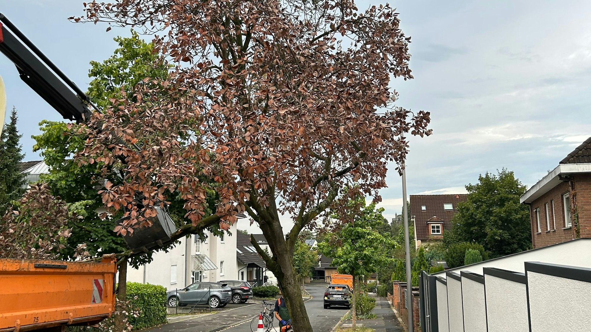 Ein welker Baum an einem Straßenrand