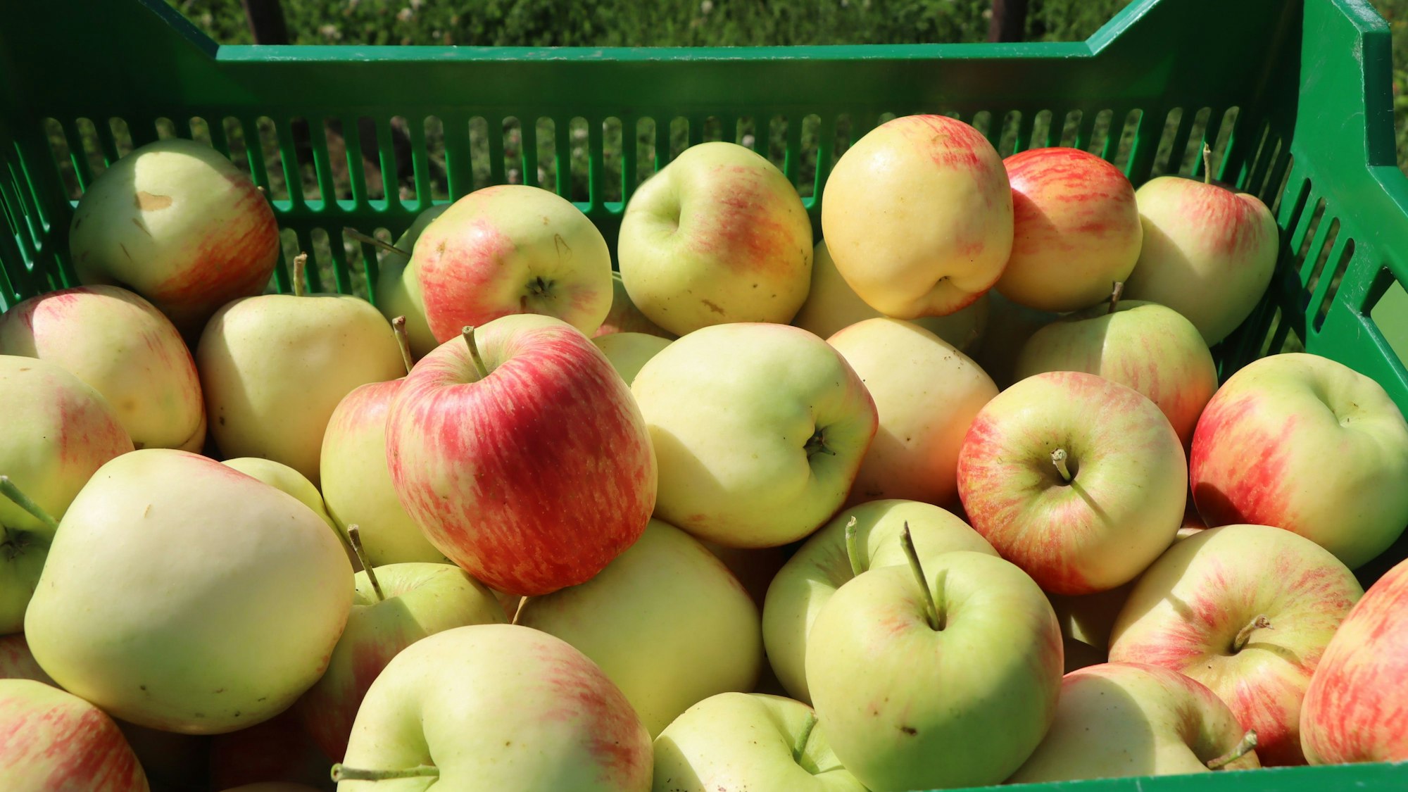 Das Foto zeigt einen grünen Korb voll mit Äpfeln.