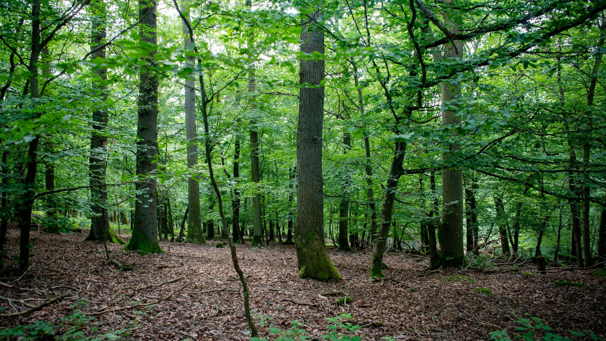 Mehrere Eichen stehen nebeneinander in einem Laubwald.