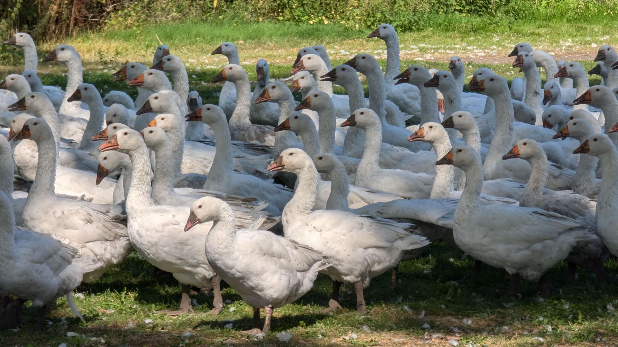 Das Foto zeigt Gänse auf einer Wiese.