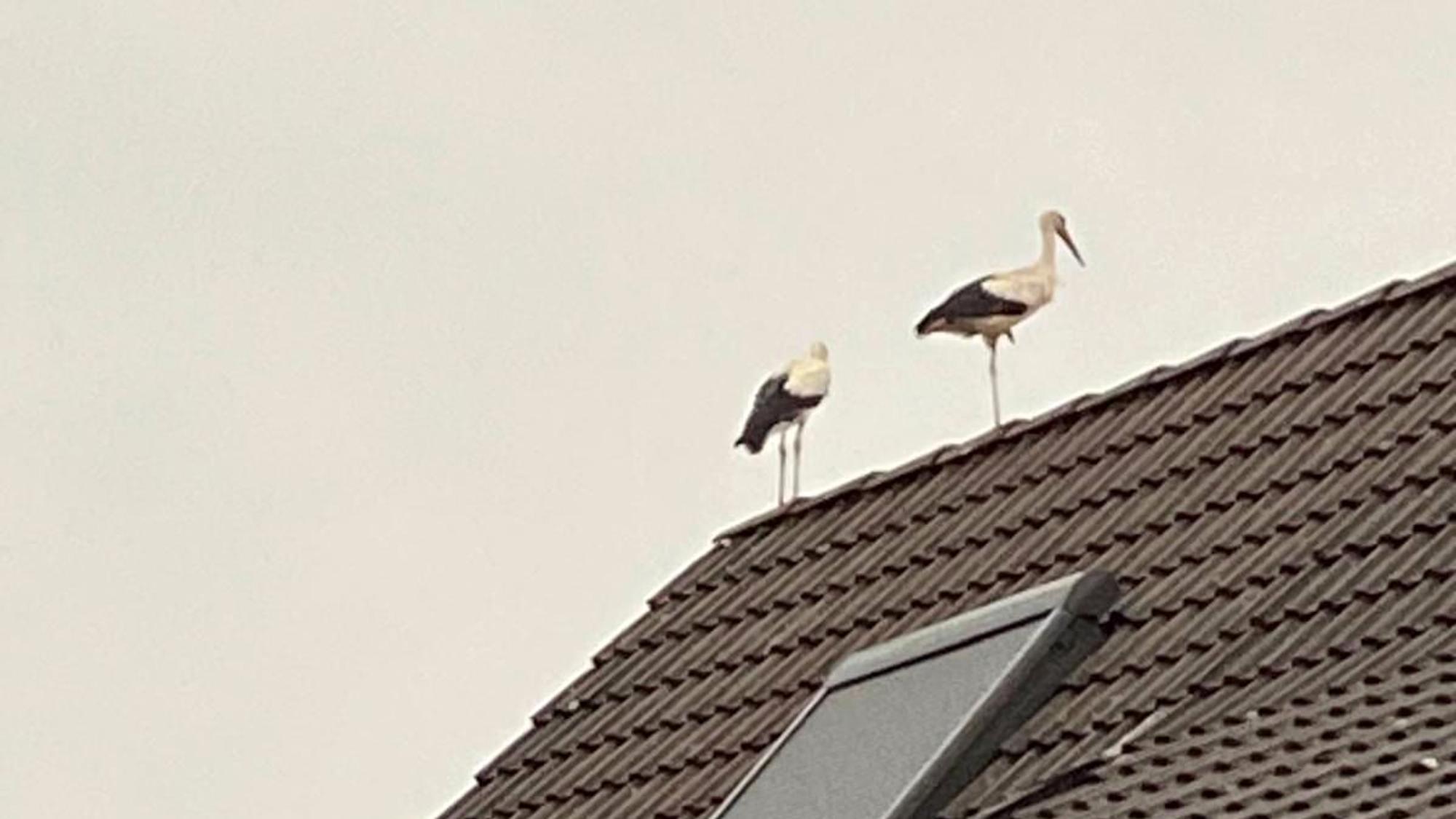 Zwei Störche stehen auf einem Hausdach.
