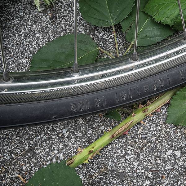 Dornen auf dem Radweg an der Raoul-Wallenberg-Straße durchstechen auch Reifen.