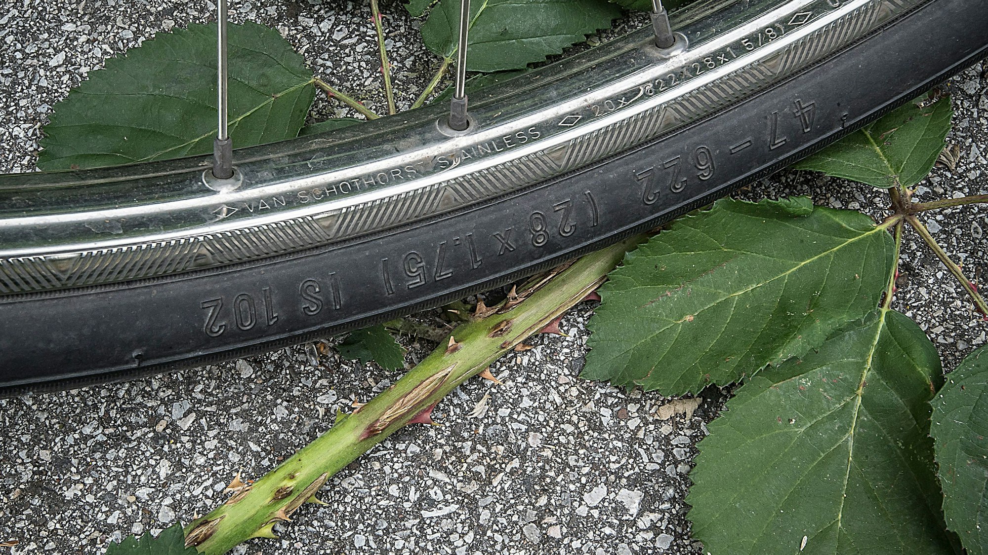 Dornen auf dem Radweg an der Raoul-Wallenberg-Straße durchstechen auch Reifen.