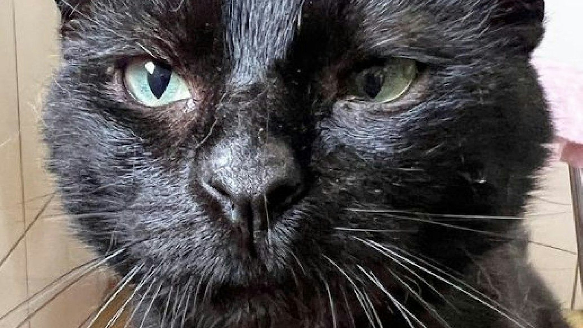 Kater Mampf-Fred aus dem Tierheim Dellbrück