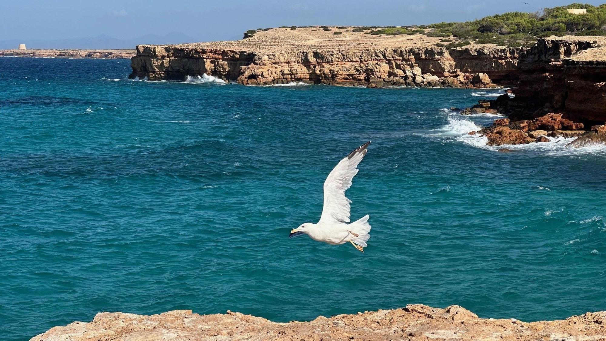 Möwe im Tiefflug: Dieser besonderen Moment am Meer ist ein Beispiel für ein gelungenes Urlaubsmotiv.