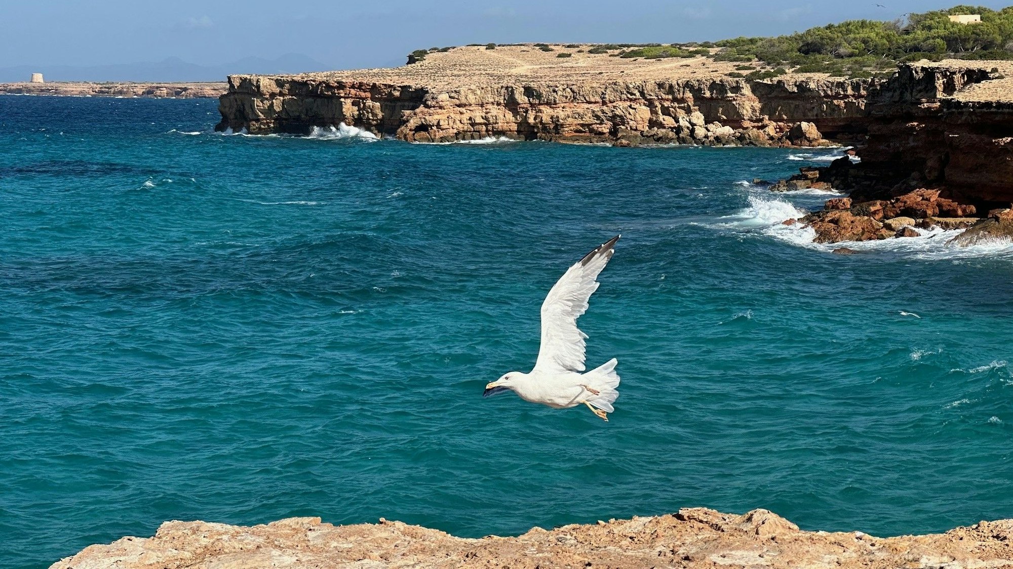 Möwe im Tiefflug: Dieser besonderen Moment am Meer ist ein Beispiel für ein gelungenes Urlaubsmotiv.