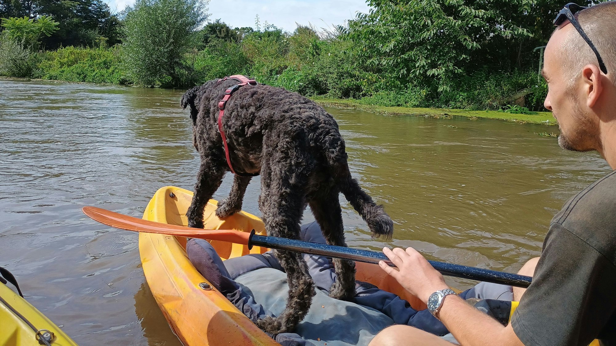Auf dem Bild ist der Guide auf seinem Kajak zu sehen, der ein Paddel hält. Vor ihm steht sein Hund an der Spitze des Kajaks. Im Hintergrund die Erft und die Uferböschung.