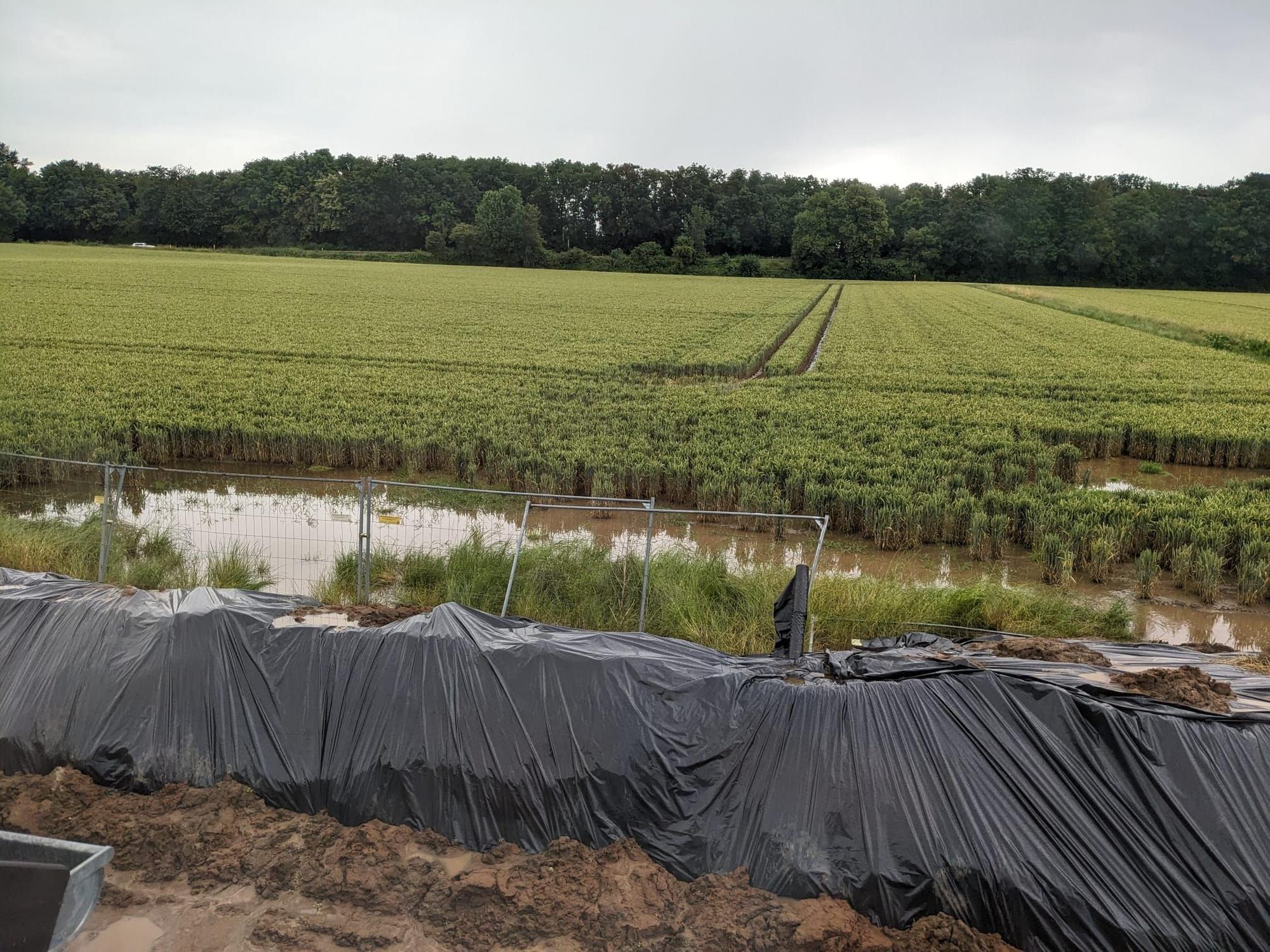 Bei Regen staut sich das Wasser auf einem Acker direkt neben den Gärten der Häuser an der Burgstraße in Lipp.