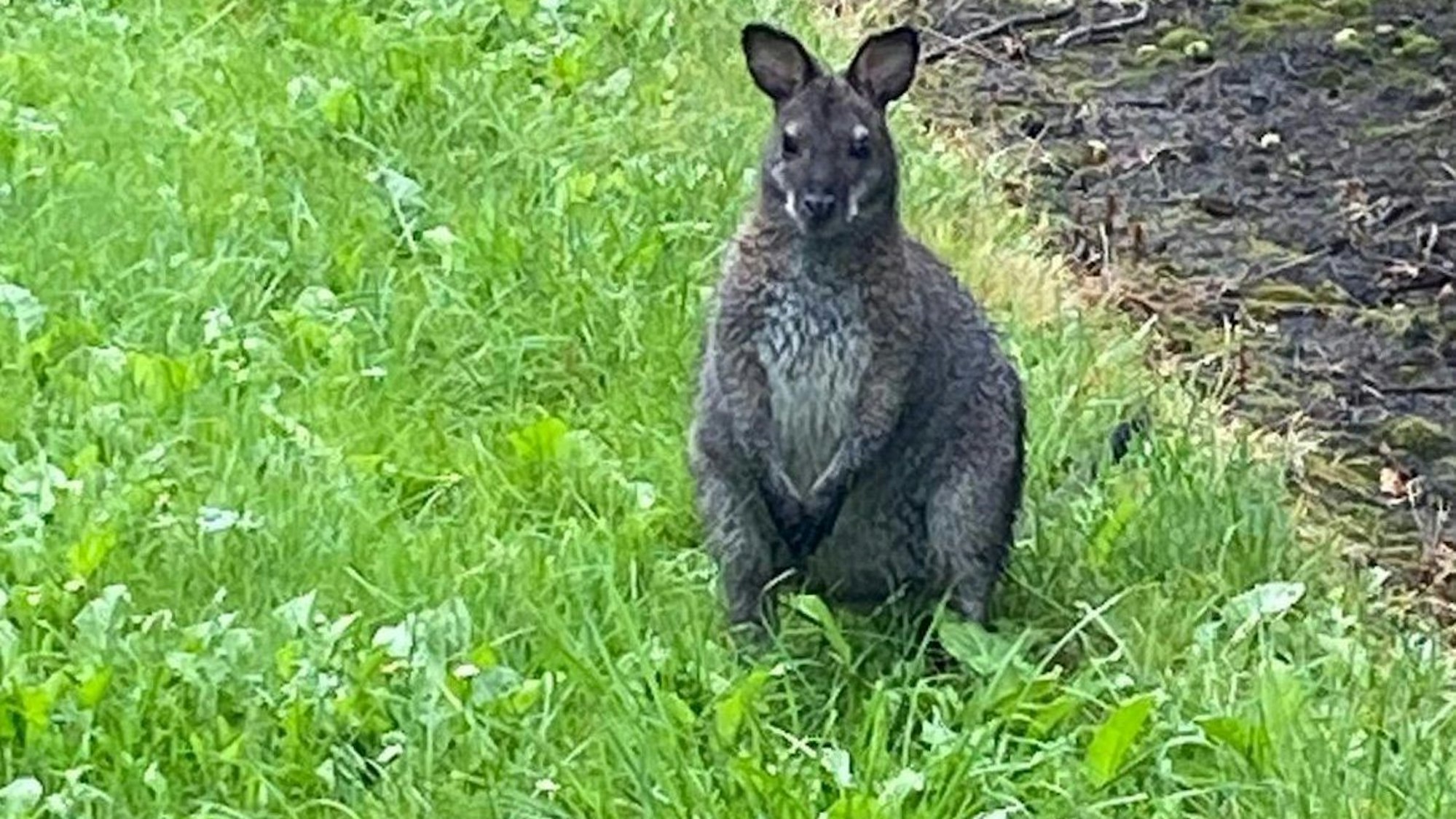 Ein entflohenes Känguru sorgt in NRW für Aufsehen.