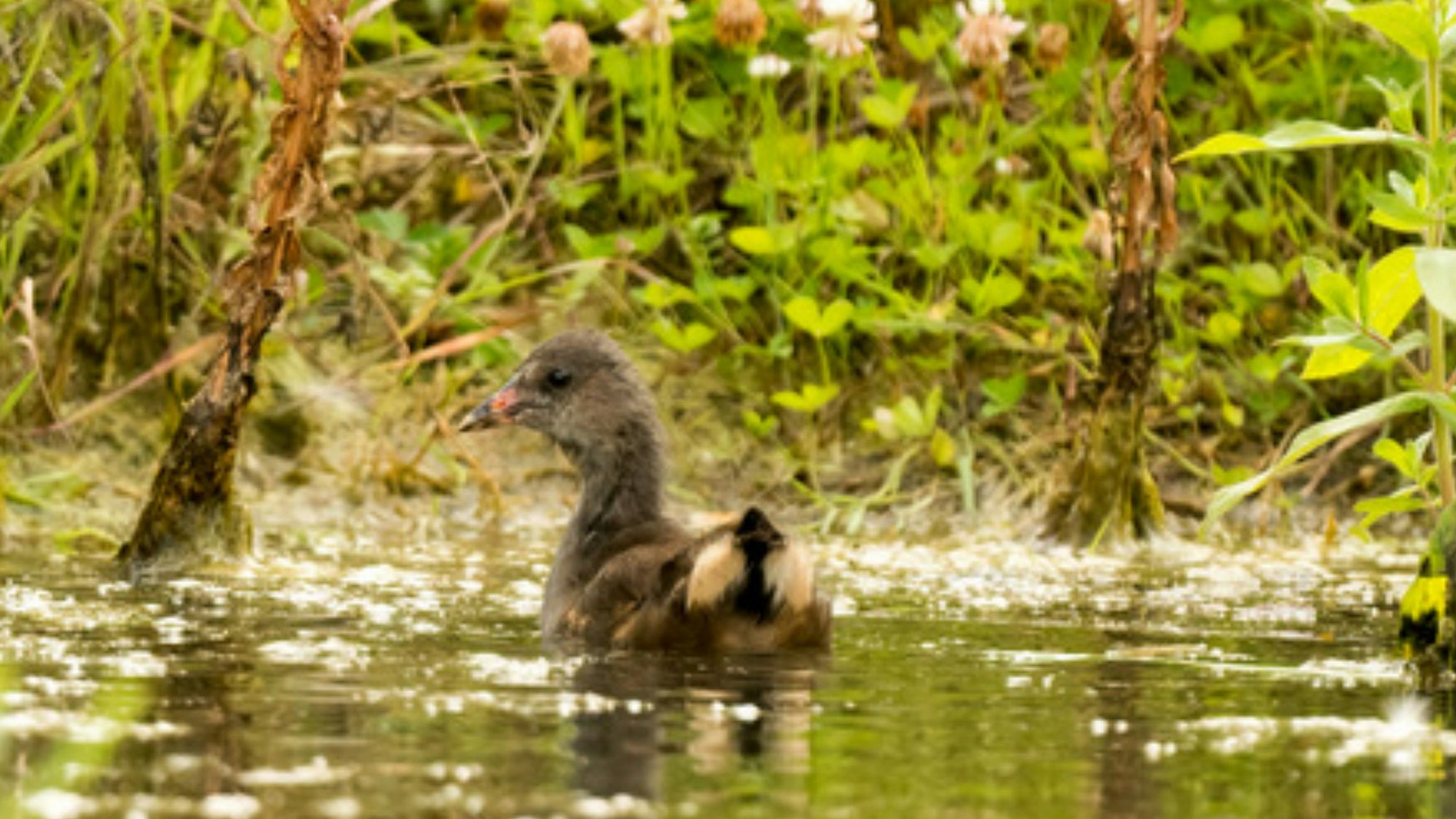Ein Teichhuhn am Butterberg in Sankt Augustin.