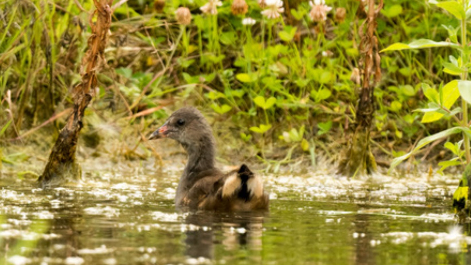 Ein Teichhuhn im Wasser.