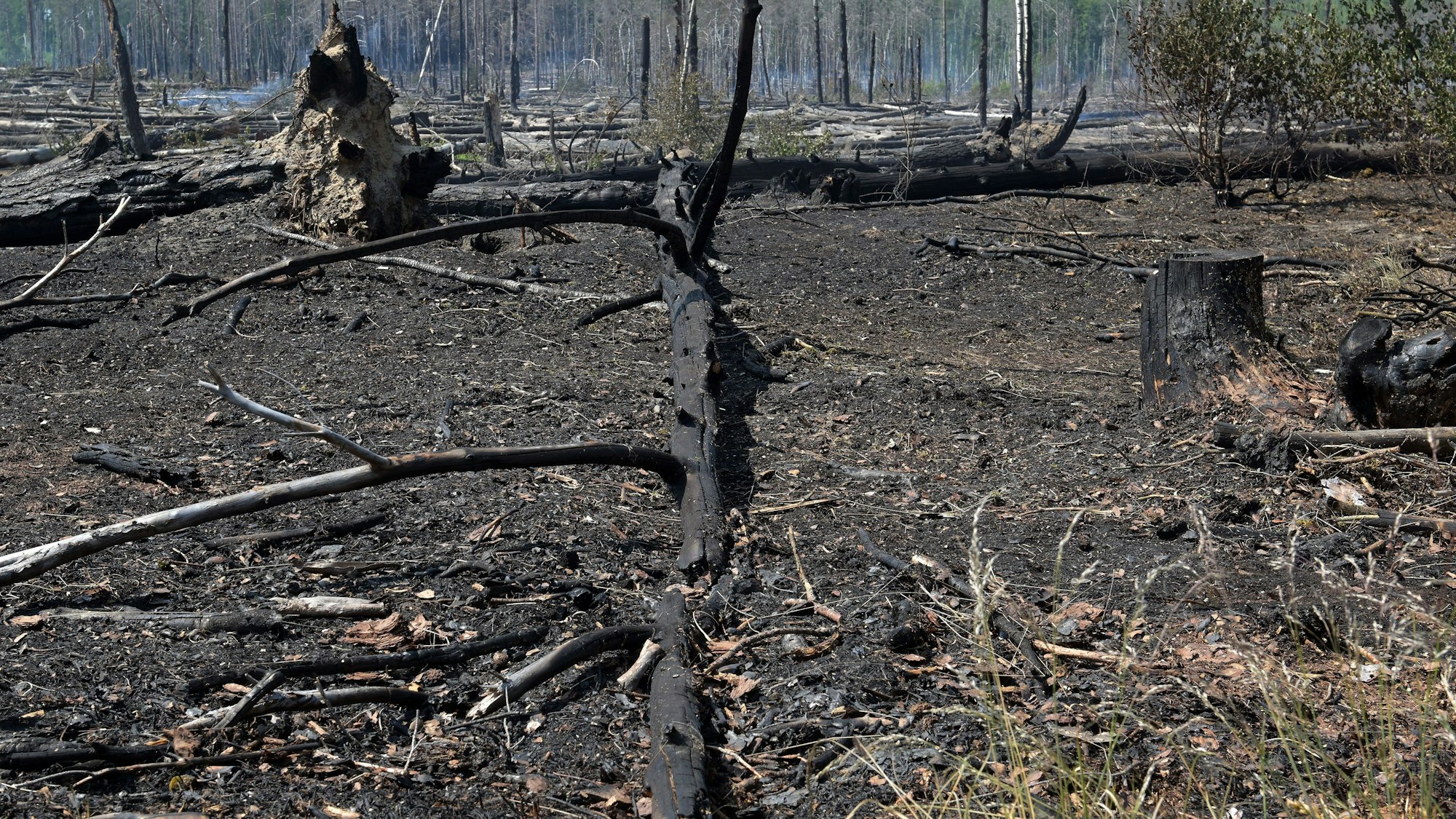 Verbrannter Wald.
