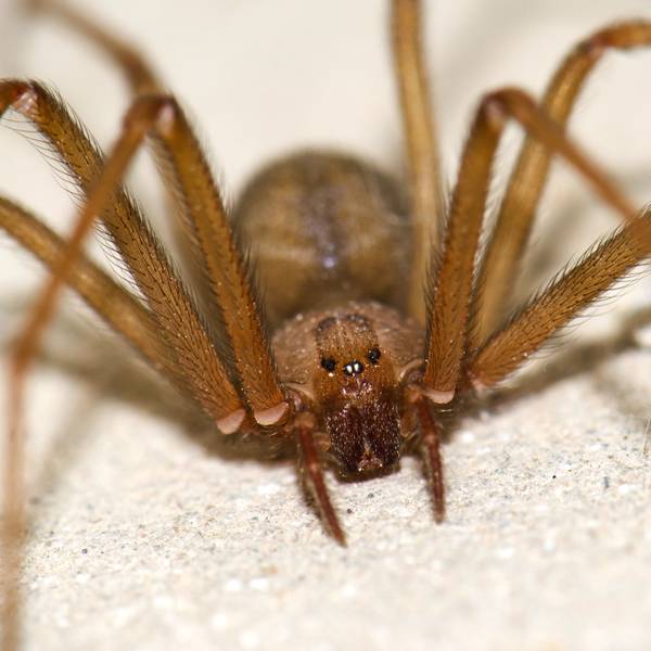 Eine braune Violinspinne (Loxosceles rufescens) auf Gran Canaria. In Italien sind in kurzer Zeit zwei Menschen nach Bissen von Violinspinnen gestorben. (Archivbild)