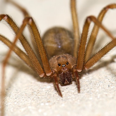 Eine braune Violinspinne (Loxosceles rufescens) auf Gran Canaria. In Italien sind in kurzer Zeit zwei Menschen nach Bissen von Violinspinnen gestorben. (Archivbild)