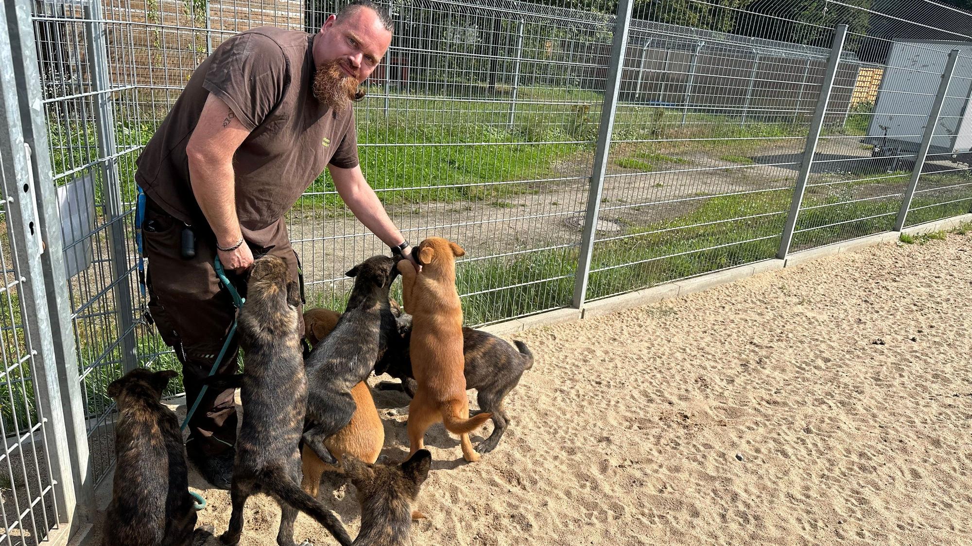 Boris Birckenstaedt kümmert sich um die beschlagnahmten Hunde, die gerade auf der Freilauffläche unterwegs sind.