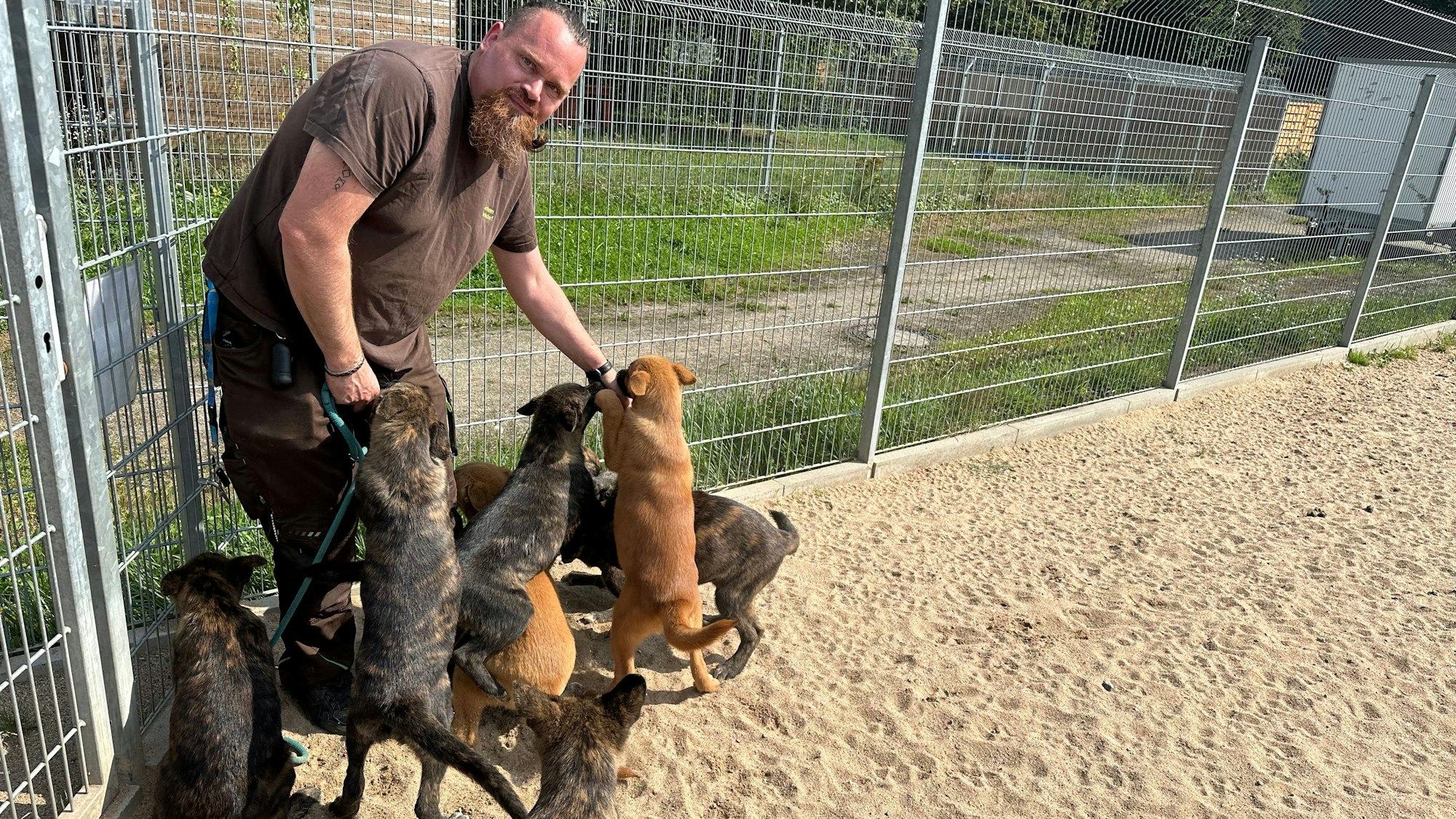 Boris Birckenstaedt kümmert sich um die beschlagnahmten Hunde, die gerade auf der Freilauffläche unterwegs sind.