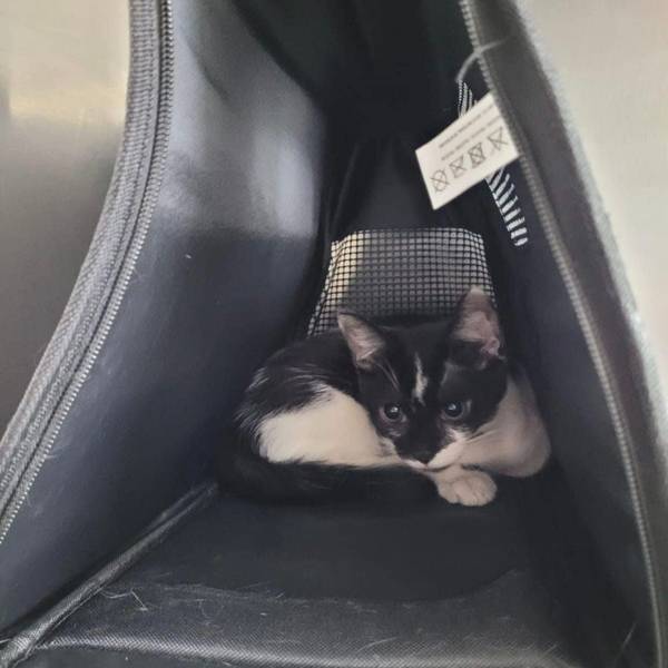 Diese Katze wurde samt Transportkiste in einem Gebüsch in Troisdorf gefunden