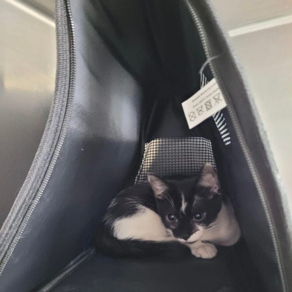 Diese Katze wurde samt Transportkiste in einem Gebüsch in Troisdorf gefunden