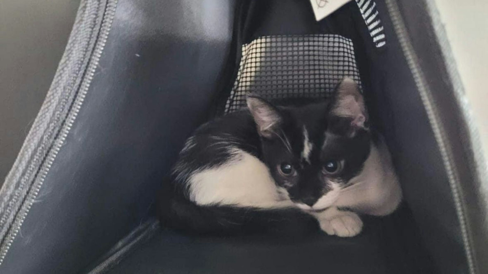 Diese Katze wurde samt Transportkiste in einem Gebüsch in Troisdorf gefunden