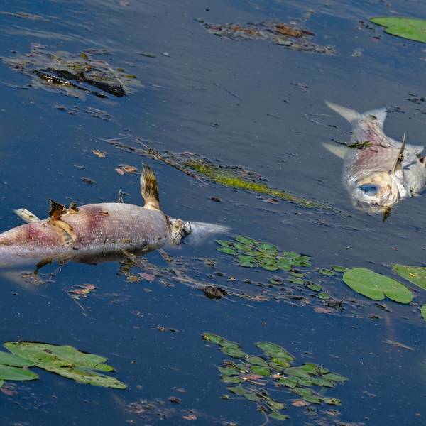 Zwei große tote Fische von etwa 50 Zentimetern Länge treiben im Juni 2024 an der Wasseroberfläche in Frankfurt/Oder