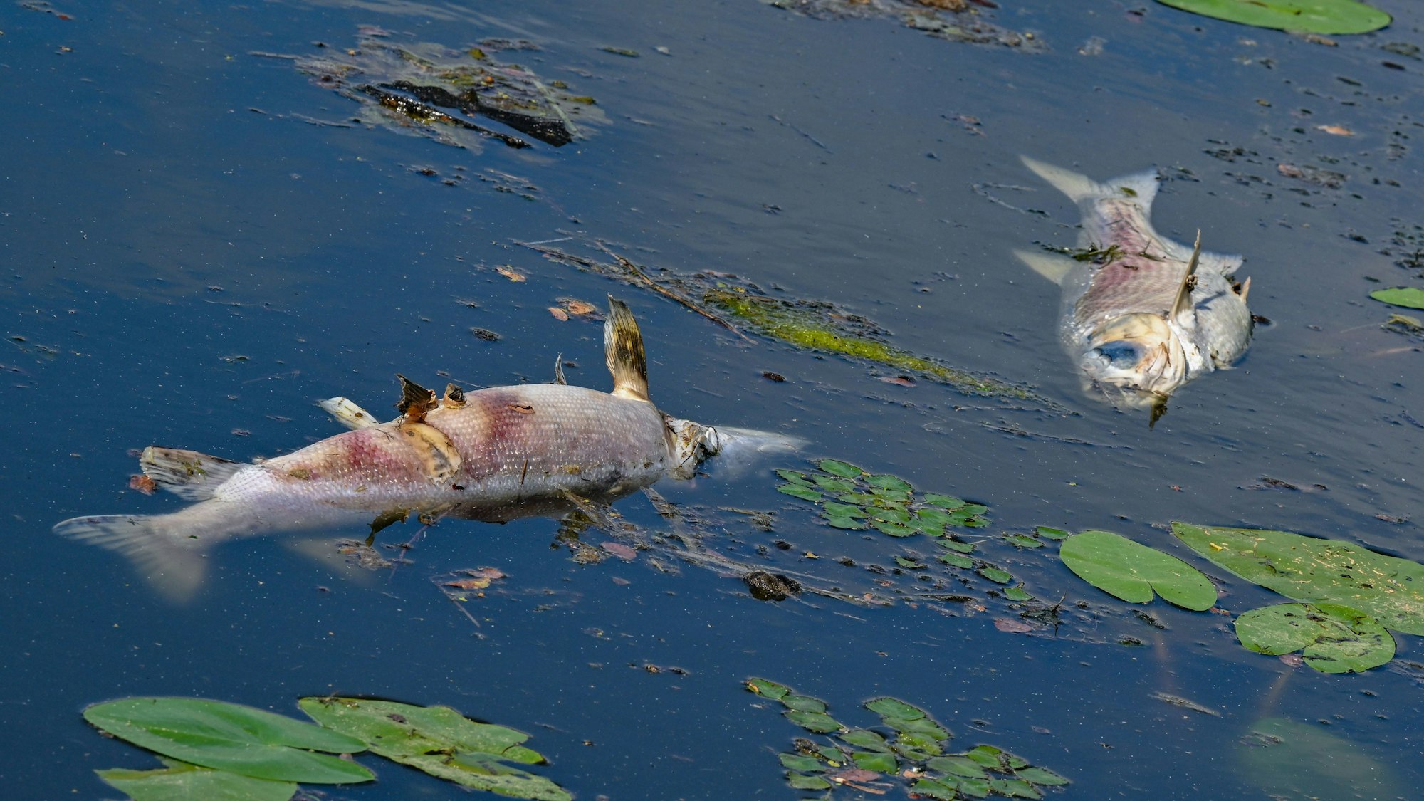 Zwei große tote Fische von etwa 50 Zentimetern Länge treiben im Juni 2024 an der Wasseroberfläche in Frankfurt/Oder