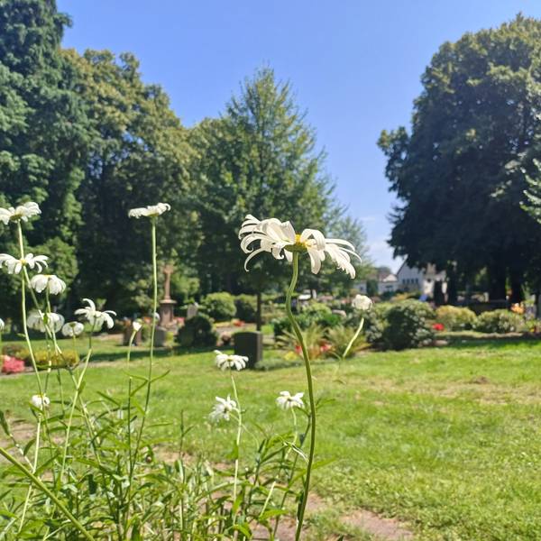 Auf dem Friedhof in Lützenkirchen blühen Margeriten, Stiefmütterchen und Sonnenblumen.