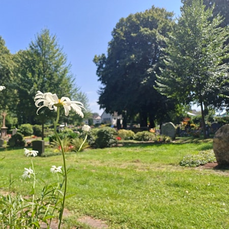 Auf dem Friedhof in Lützenkirchen blühen Margeriten, Stiefmütterchen und Sonnenblumen.