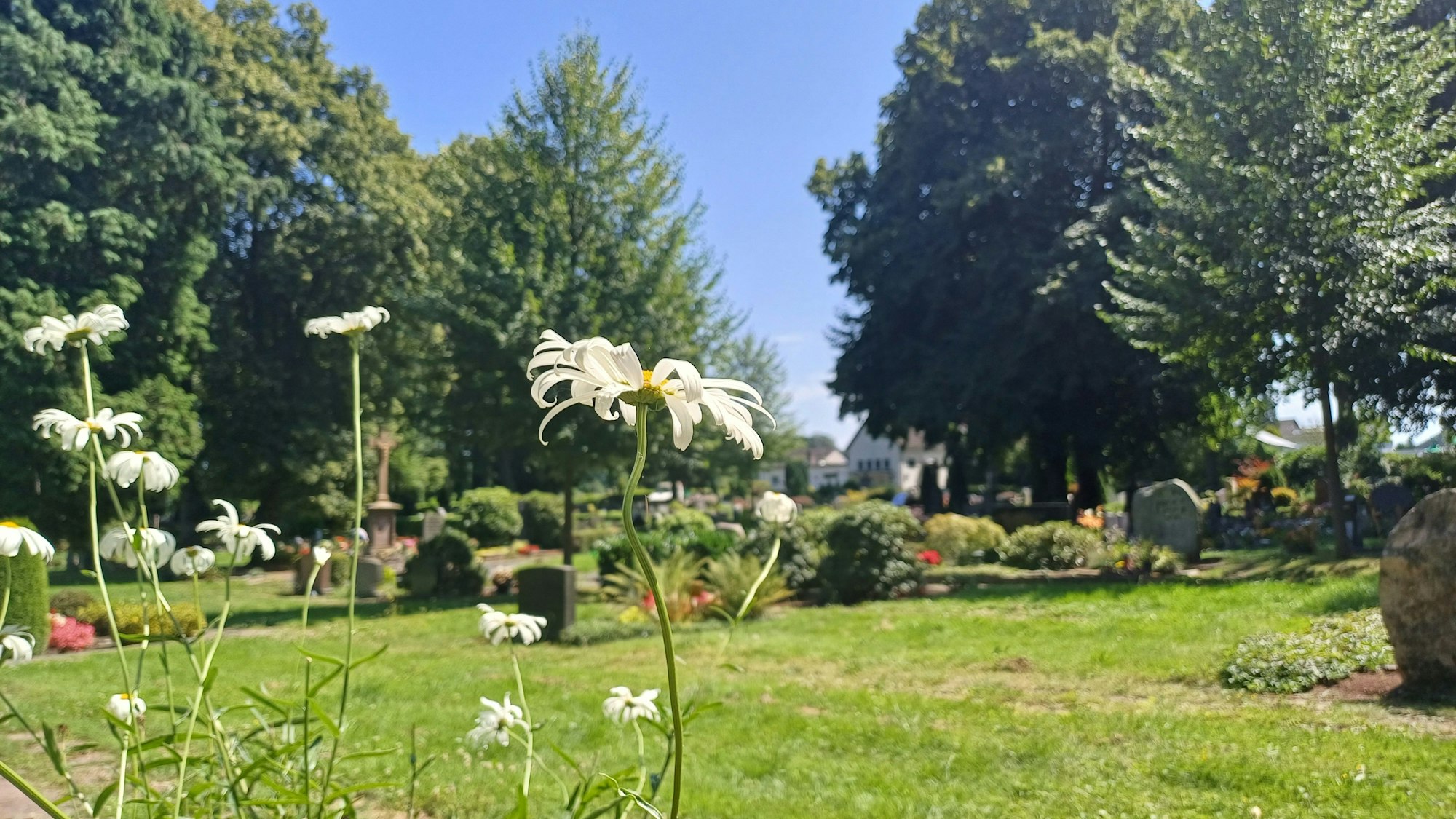 Auf dem Friedhof in Lützenkirchen blühen Margeriten, Stiefmütterchen und Sonnenblumen.