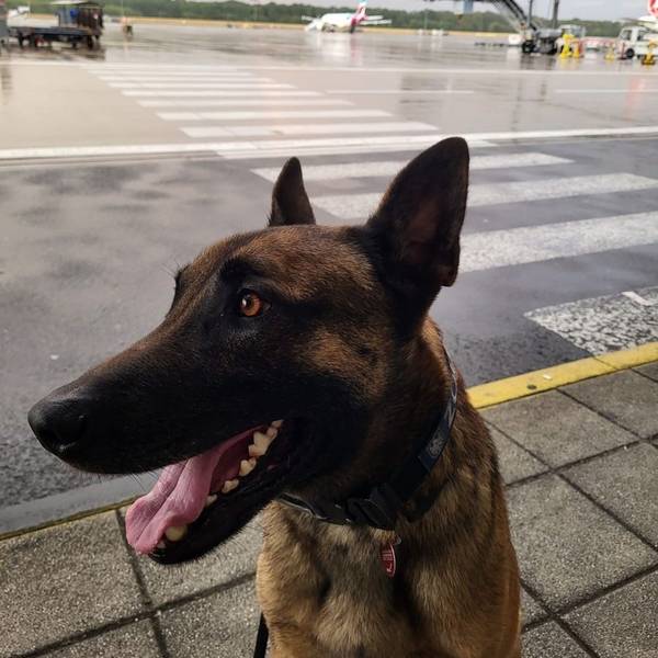 Zollhund Joep am Flughafen