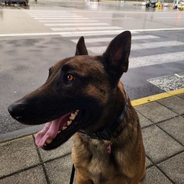 Zollhund Joep am Flughafen