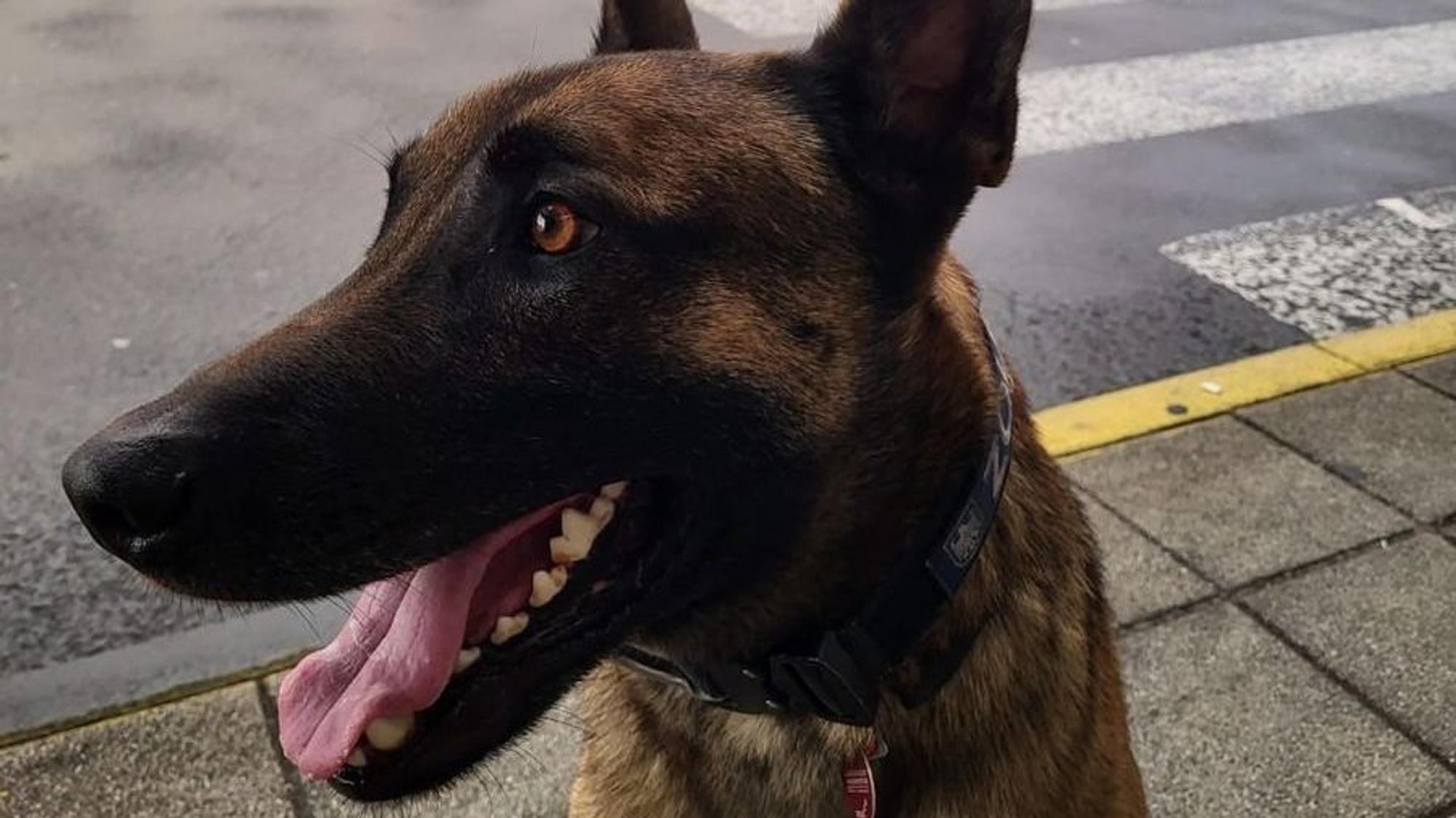 Zollhund Joep am Flughafen