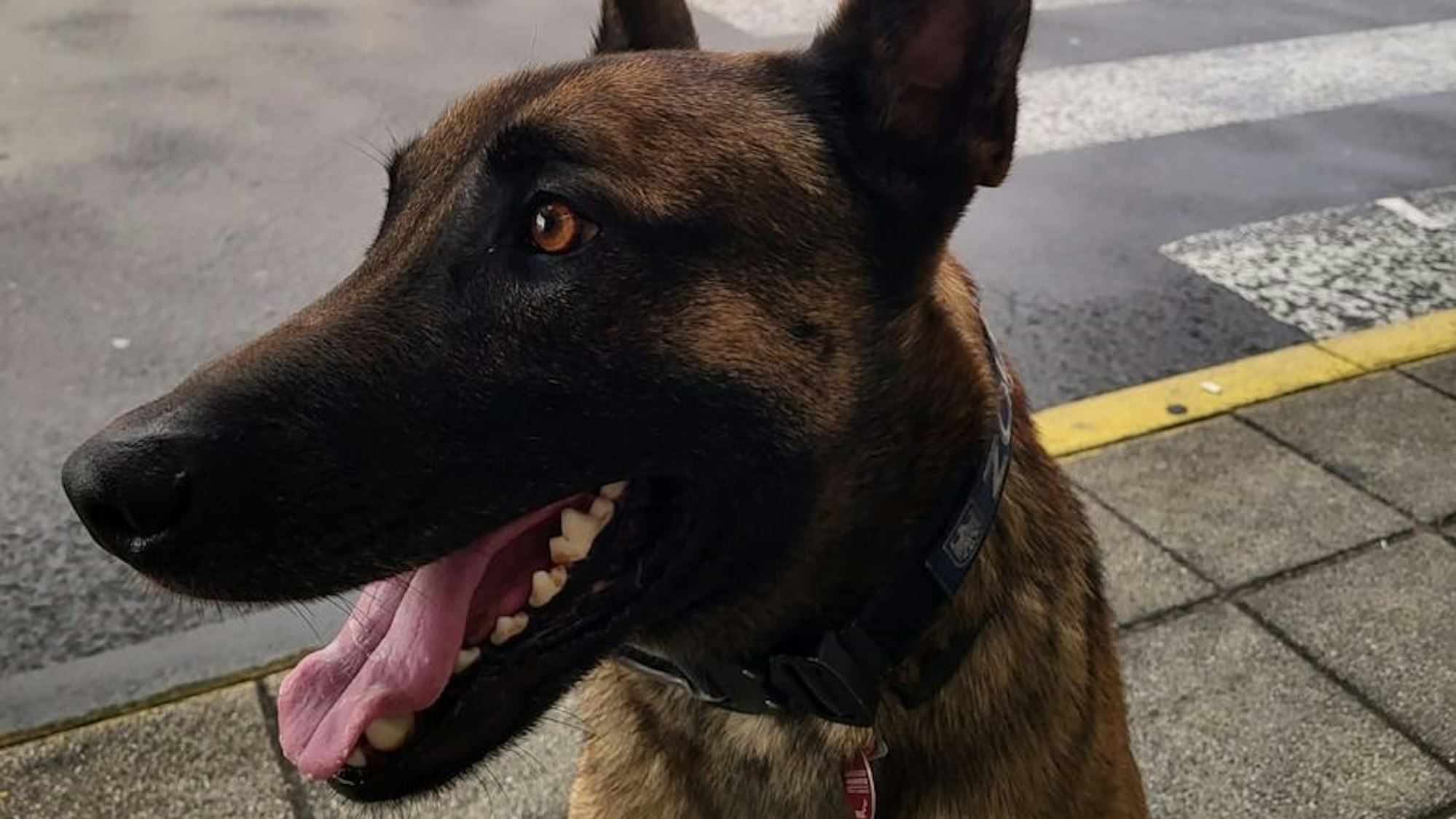 Zollhund Joep am Flughafen