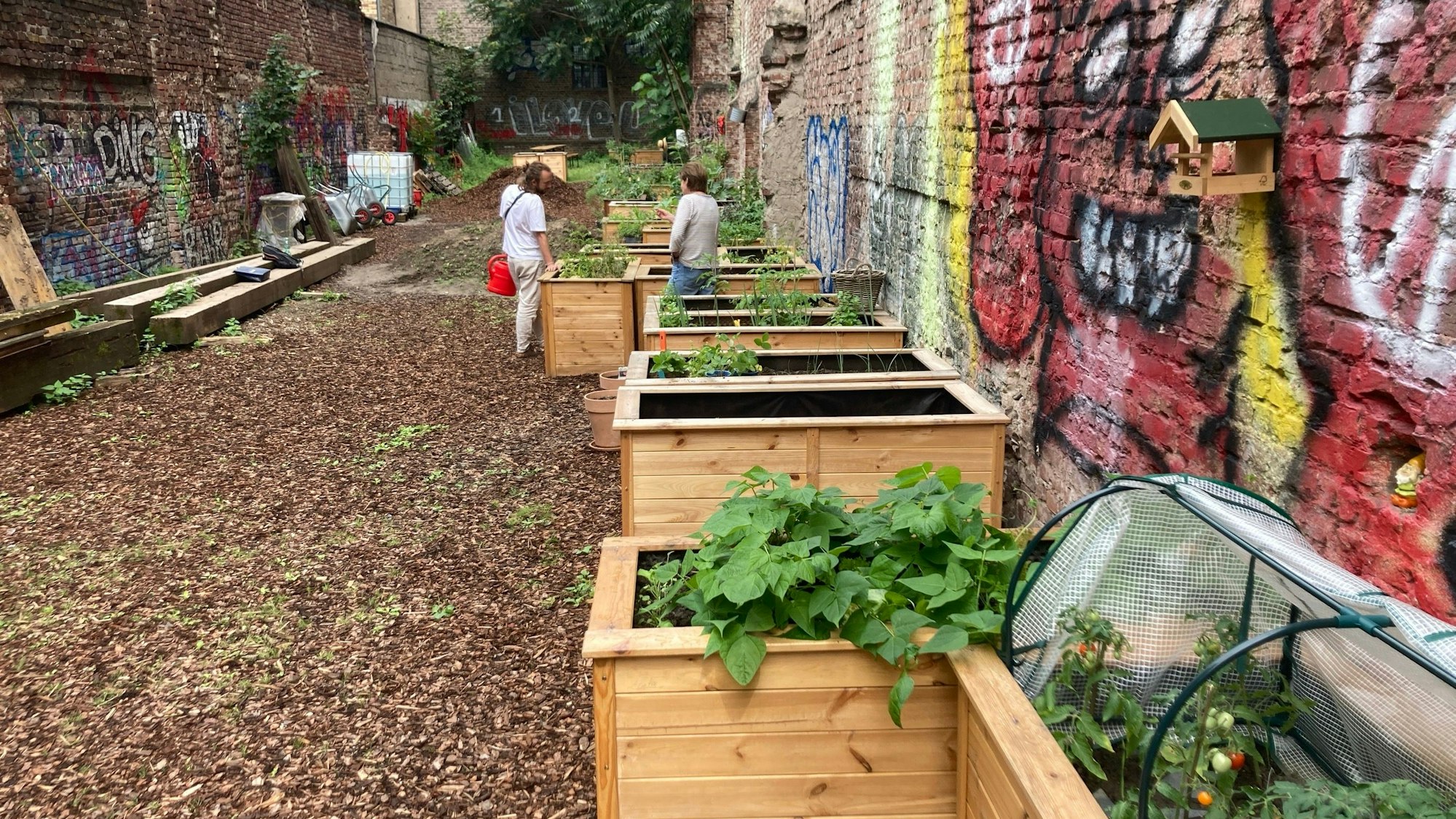 In den Hochbeeten gedeihen bereits die ersten Salat- und Gemüsepflanzen.