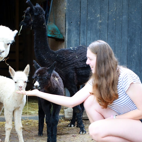 In Niederkassel Mondorf züchtet Familie Hoverath Alpakas, gerade wurden zwei Babys geboren. Besucher dürfen mit den Tieren kuscheln.
