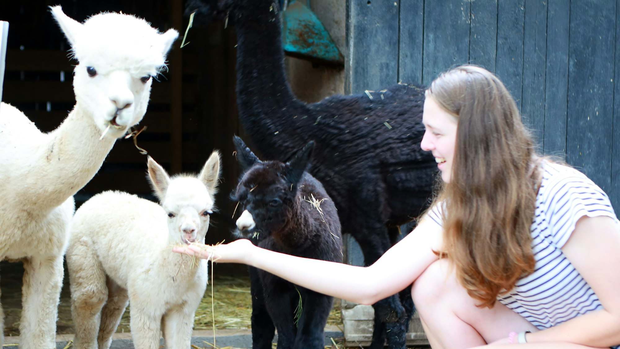 In Niederkassel Mondorf züchtet Familie Hoverath Alpakas, gerade wurden zwei Babys geboren. Besucher dürfen mit den Tieren kuscheln.