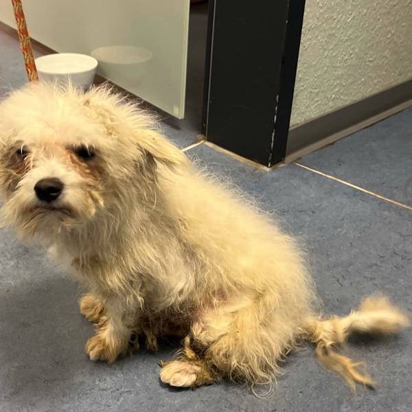 Auch auf dem Foto ist zu erkennen, wie sehr der kleine Hund vernachlässigt worden sein muss.
