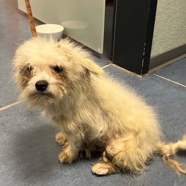 Auch auf dem Foto ist zu erkennen, wie sehr der kleine Hund vernachlässigt worden sein muss.