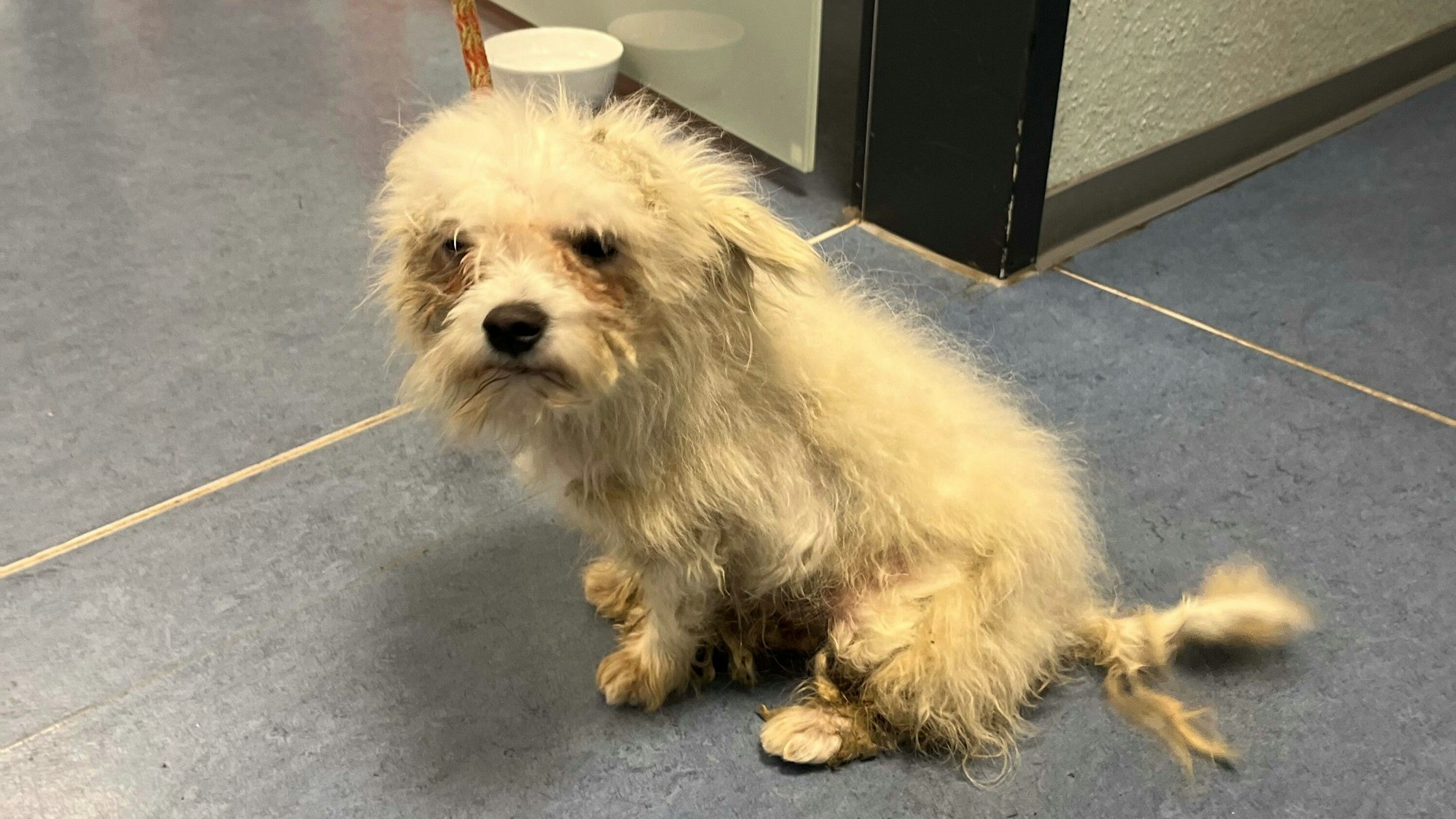 Auch auf dem Foto ist zu erkennen, wie sehr der kleine Hund vernachlässigt worden sein muss.