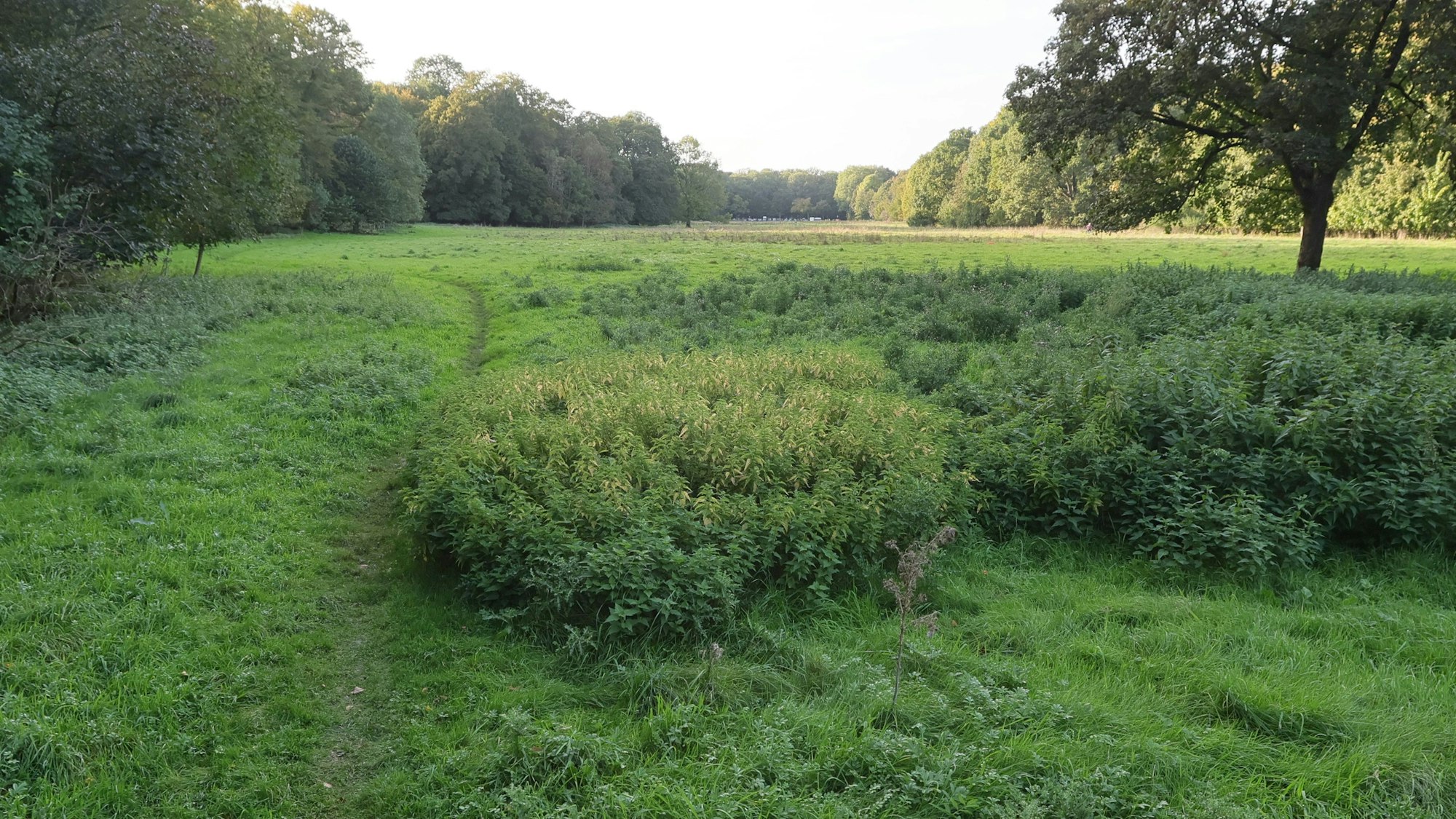 1. FC Köln, Grüngürtel, Gleueler Wiese, 07.10.2023, Bild: Herbert Bucco