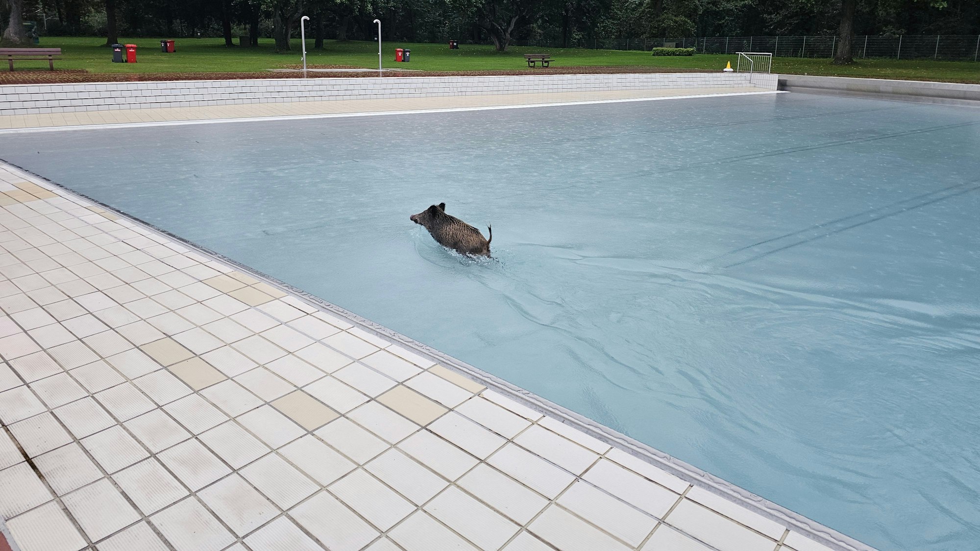 Ein Wildschwein schwimmt im ruhigen Wasser eines Freibads.