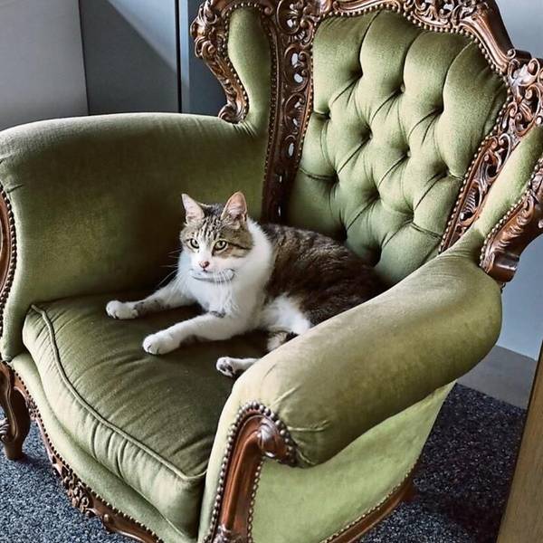 Eine weiß-getigerte Katze liegt auf einem grünen Samtsessel.