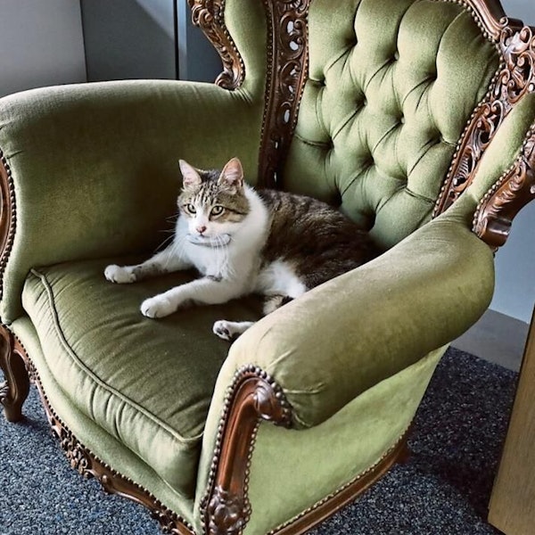 Eine weiß-getigerte Katze liegt auf einem grünen Samtsessel.